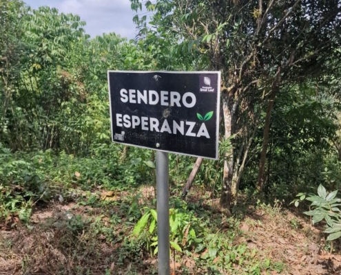 Great Leaf Esperanza